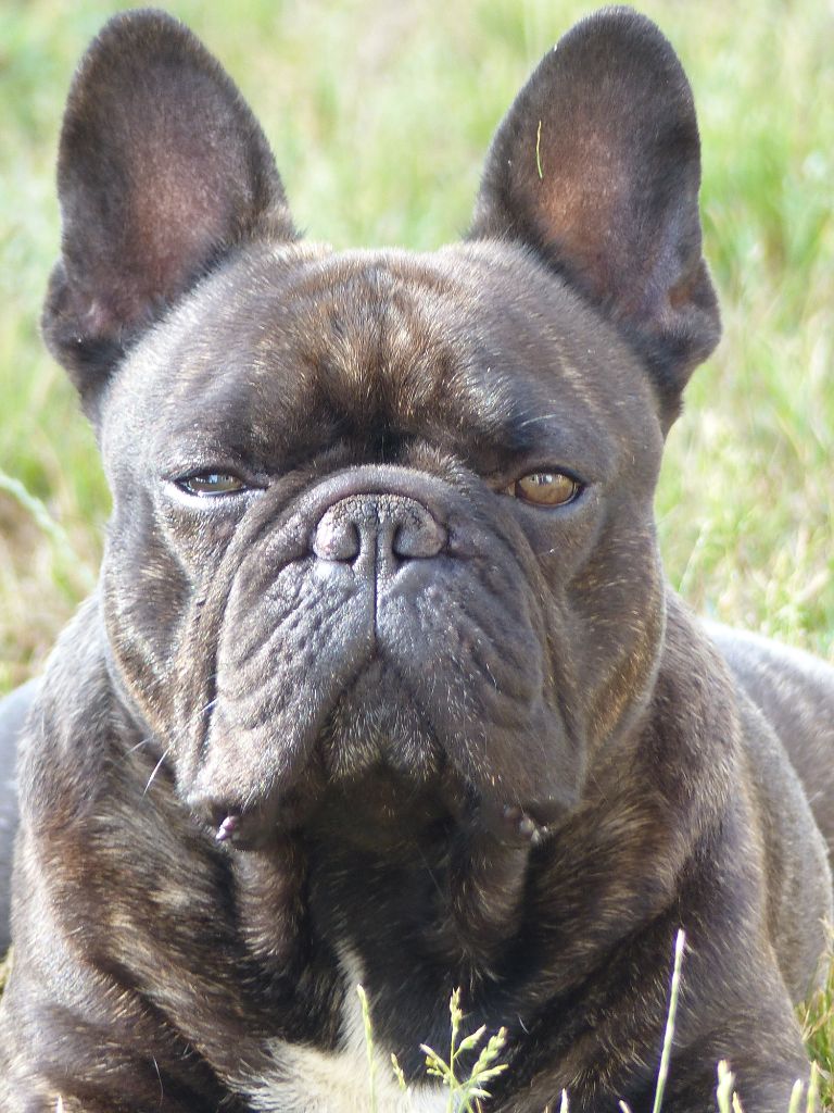 Mister t Du Domaine De Lotuline